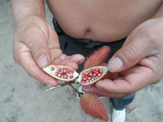 Mit der Farbe dieser Samen faerben sich die maennlichen Tsachilas die Haare