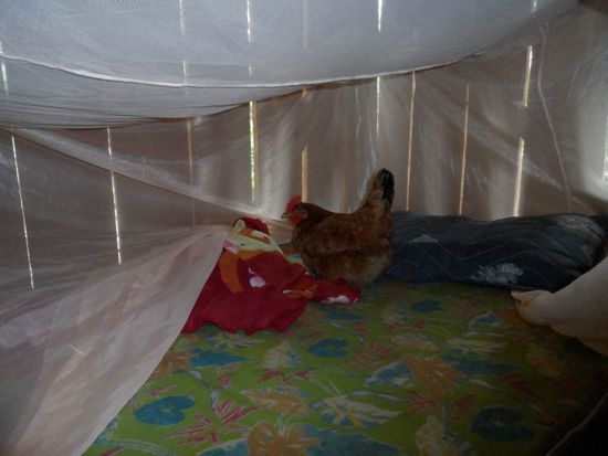 Ungebetener Gast im Bett