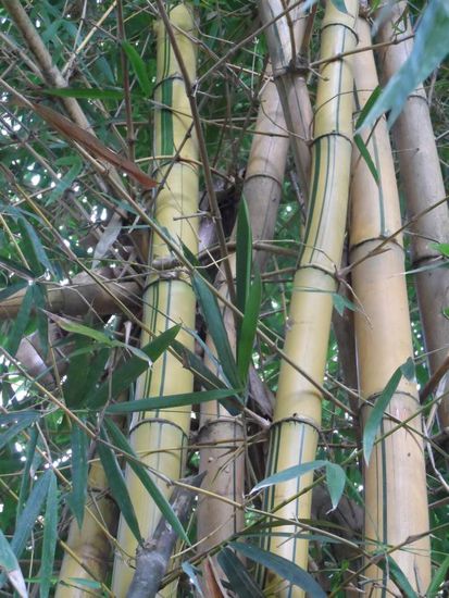 Bambus