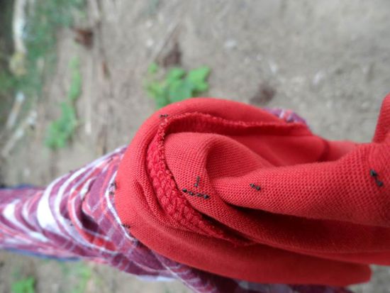 Ameisenstrasse auf meiner frisch gewaschenen Waesche