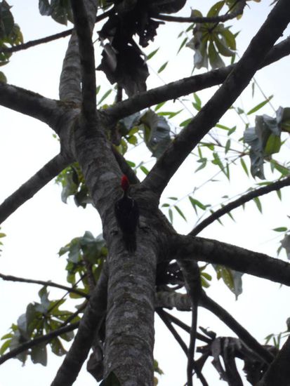 Sogar die Voegel machen beim Haare faerben mit