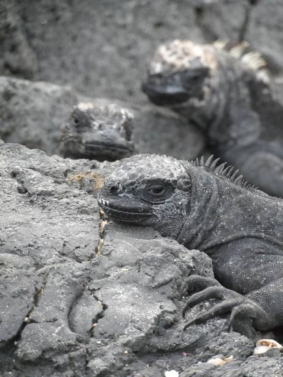 Seeiguanas