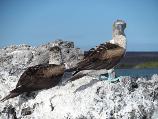 Blue-footed-Boobies