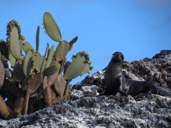 Seeloewe beim Sonnenbad