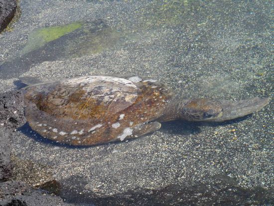 Schildkroete ohne rechte Vorderflosse