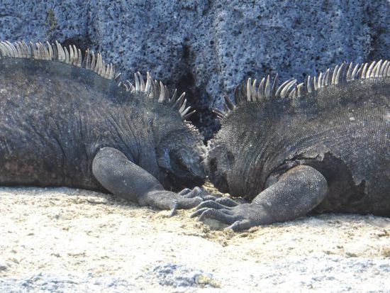 Round 2, FIGHT
Wie soll es auch anders sein, die beiden Herren kaempfen um die Gunst eines Weibchens