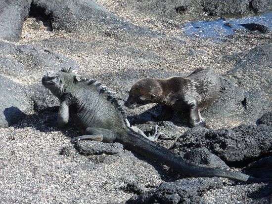 Ein junger Seeloewe beschnueffelt einen Seeiguana