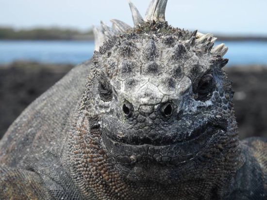 Die sehen aus als ob sie von einem anderen Planeten waeren