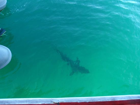 Hier ist das Haifoto