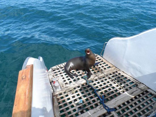 Der war ganz und gar nicht gut gelaunt.