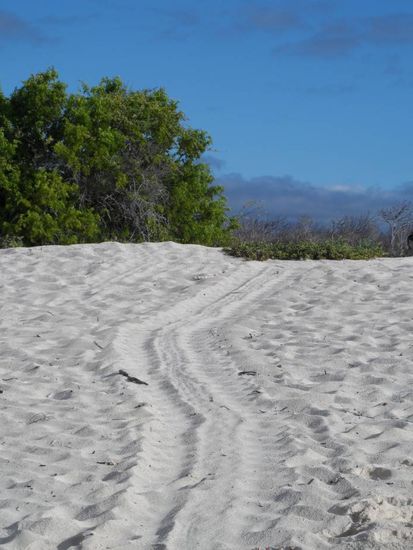 Schildkroetenspur (zur Eiablage)
