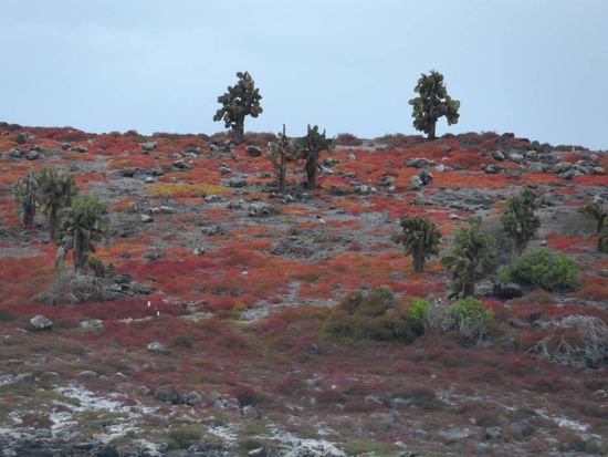 Jede Insel ist anders. Santa Fe ist unglaublich bunt im Vergleich zu den vorherigen Inseln.