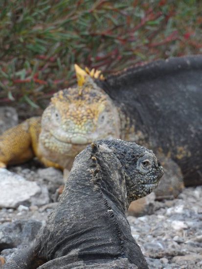 Maenchen (Hintergrund) und Weibchen