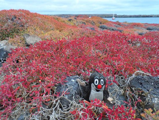 Einige Arten wurden auch erst in der letzten Zeit eingeschleppt, z.B. der Maulwurf  - der uebrigens immer wieder mit einem Pinguin verwechselt wird, muss da immer wieder Ueberzeugungsarbeit leisten.