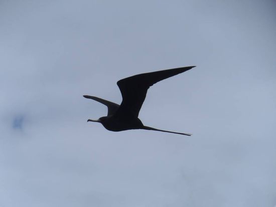 Die sehen so freundlich aus und dabei sind sie so hinterhaeltig. Da sie zu bloed oder faul sind um selbst zu jagen warten sie einfach bis andere Voegel einen Fisch ergattert haben und versuchen dann ihnen ihren Fang abzujagen.