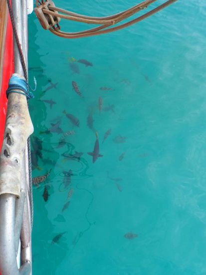 Da braucht man gar keinen Schnorchel