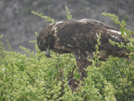 Der einzige Raubvogel auf Galapagos (Galapagos Hawk)