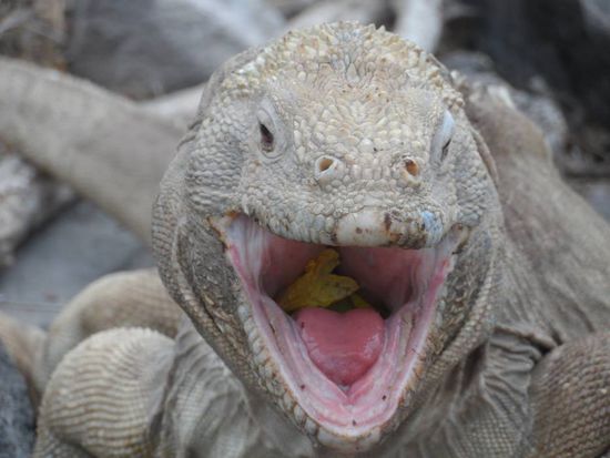 Schaut her was ich fuer eine leckere Bluete verspeise