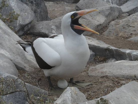 Schaut her was ich fuer ein schoenes Ei habe 