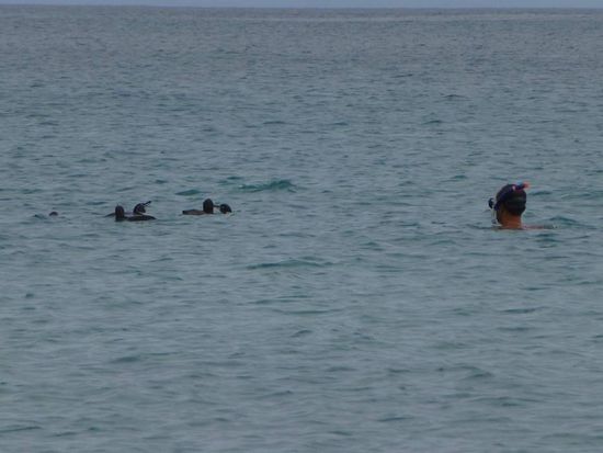 Gruppe von insgesamt 8 Pinguinen