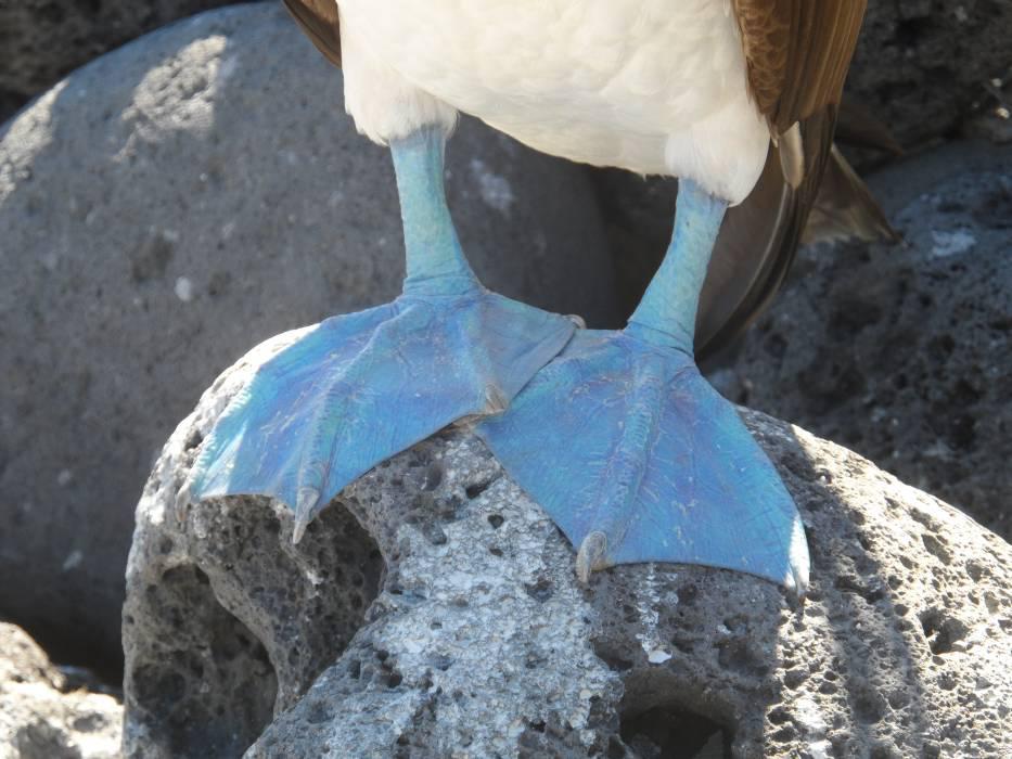 Ansichtskarte: Blaufusstölpel Galápagos Inseln 3 -D Blue-footed Boobies