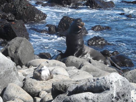 Maennlicher Seeloewe der den ganzen Tag nur herum bruellt um vor Gefahren (Haien etc.) zu warnen
