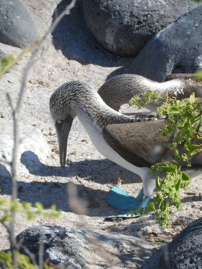 Potenielles Nistmaterial als erstes Geschenk fuer den zukuenftigen Partner