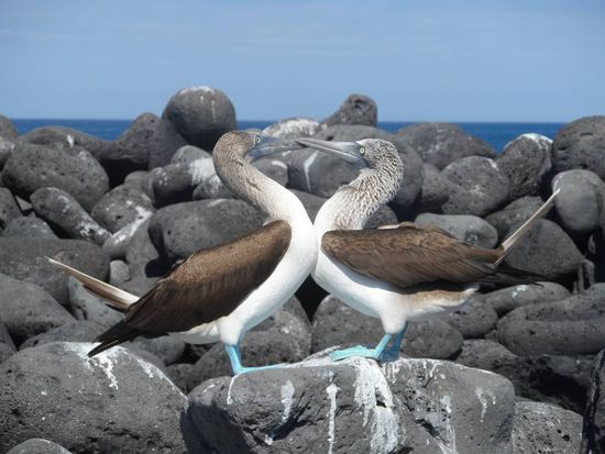 Und dann wird hemmungslos geschnaebelt