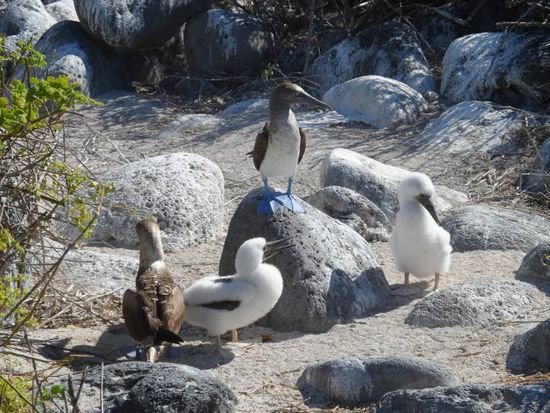 Dieses Paar ist schon etwas weiter