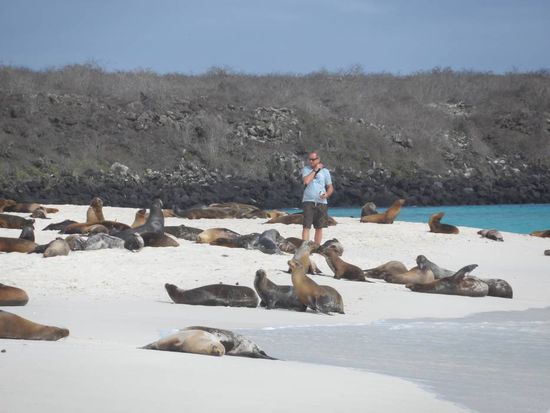 Seeloewen so weit das Auge reicht.