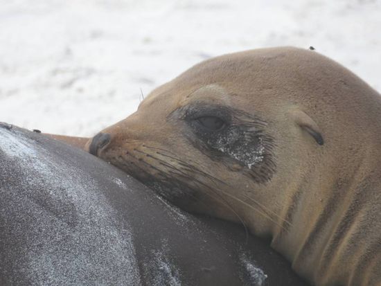 Junger Seeloewe bei seiner Fruehstuecksmilch