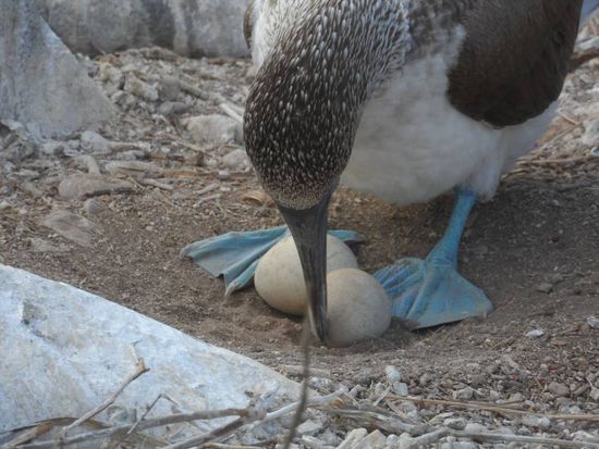 die Eier nochmal schoen hinlegen
