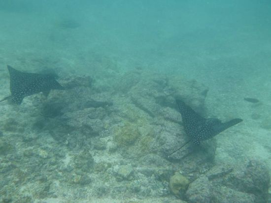 Eagle Rays