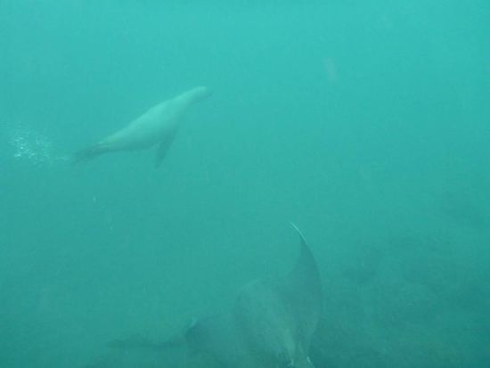 Seeloewe trifft Rochen