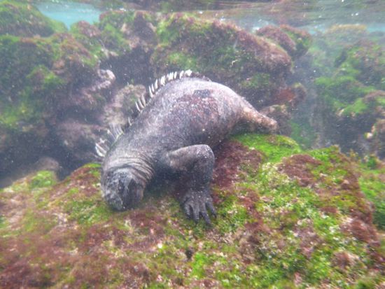 Seeiguana beim fressen