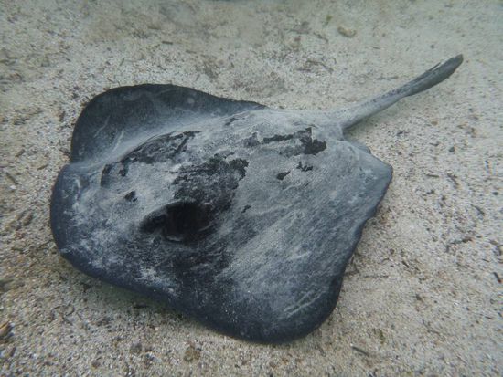 Stingray