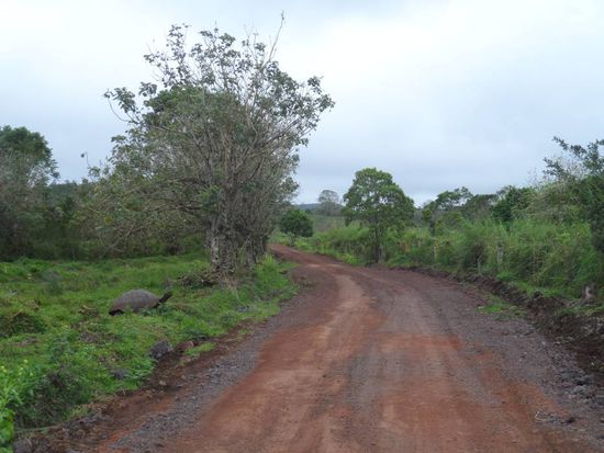 XXL-Landschildkroeten