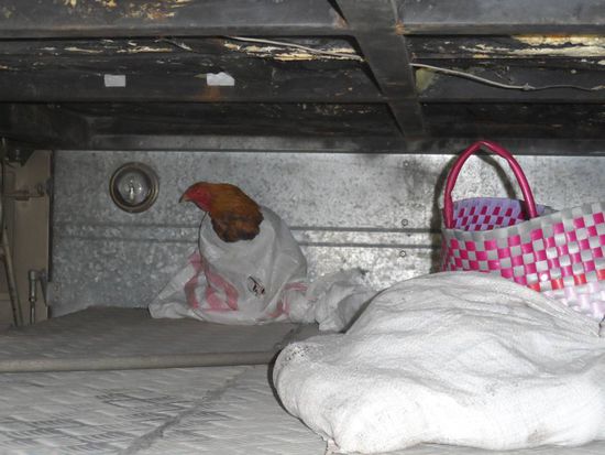 Und ich habe mich die ganze Zeit gefragt wieso man staendig einen Hahn im Bus hoert