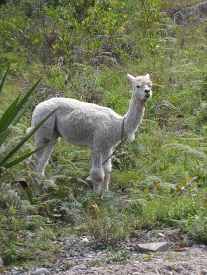 Mein erstes Lama