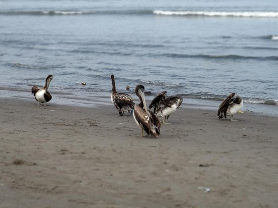 Die Pelikane warten schon auf den Fang