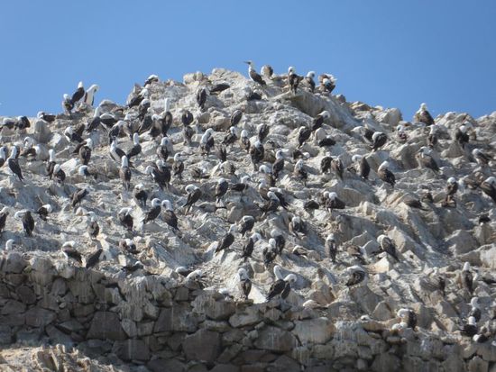 Ueberall Voegel, da war Galapagos (das echte) nix dagegen
