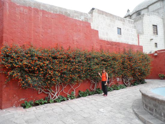 Mit schoenem Gruss nach Nuernberg - Wolfgang kennst du diese Pflanze? 