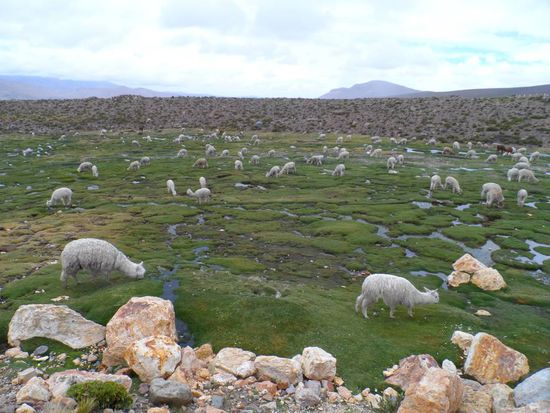 Lama und Alpacaherde
