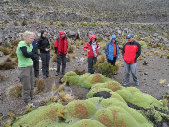 Pflanzen die wie Steine aussehen, sich auch so anfuehlen und ultra langsam wachsen