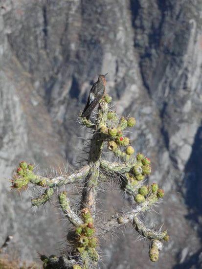 Der angeblich groesste Kolibri der Welt