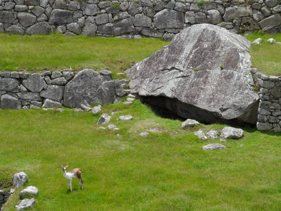 Kleines Lama, grosser Stein