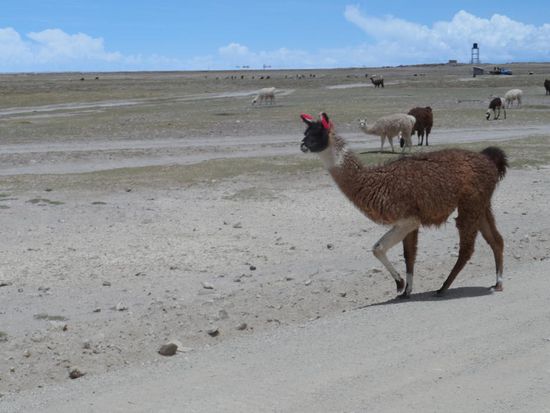 So nach langer Zeit nochmal ein Quiz (nicht wirklich schwer): Wieso haben die Lamas bunte Bommel an den Ohren haengen? Jetzt erwarte ich aber ein bisschen Kreativiaet!