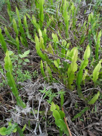 Ein Tee aus dieser Pflanze hilft bei Magenproblemen