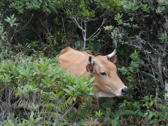 Och wo kommst du denn her?