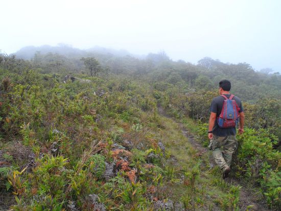 und Nebel, ist ja auch schliesslich ein NEBELwald und kein Sonnenwald